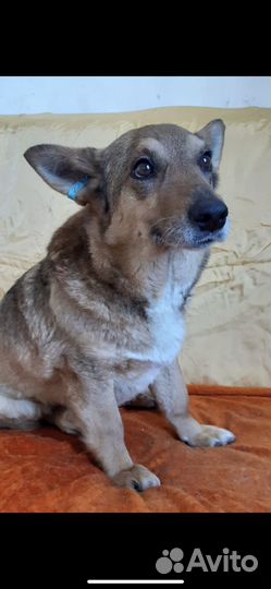 Собачка Люська