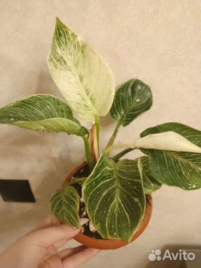 Филодендрон биркин