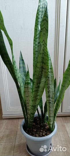 Сансевиерия щучий хвост