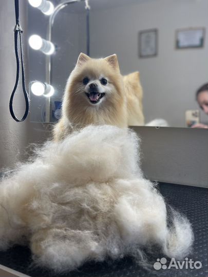 Грумер. Стрижка собак и кошек. Груминг. Линька