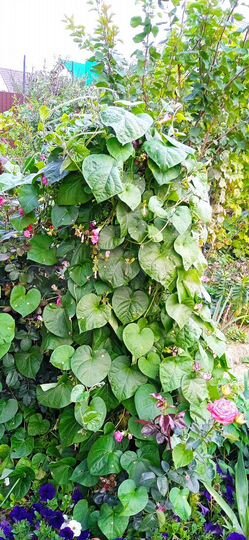 Участок 8,5 сот. (СНТ, ДНП)