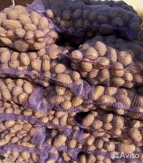 Картофель доставка бесплатно