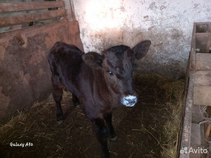 Корова и бычок