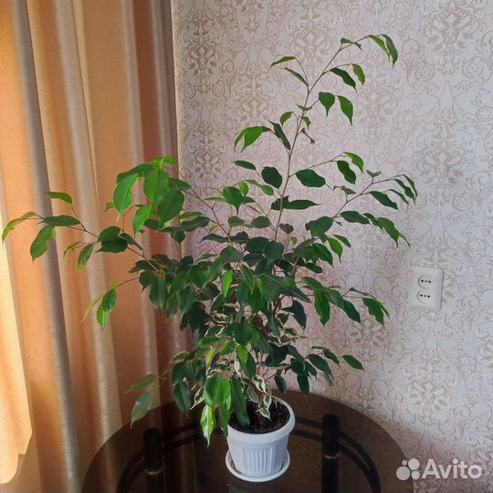 Фикусы Бенджамина