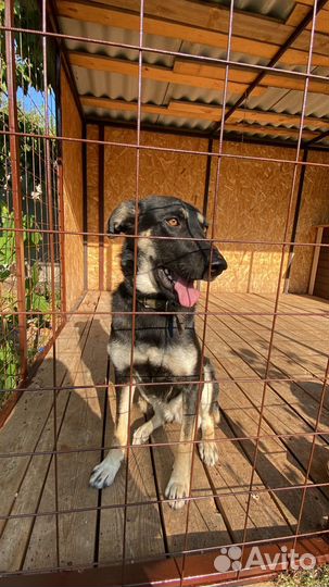 Помесь европейской овчарки