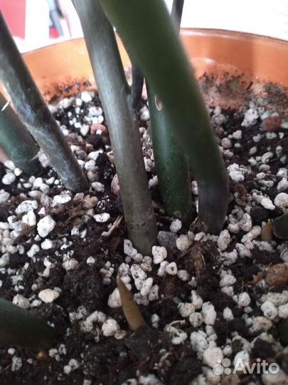 Замиокулькасы