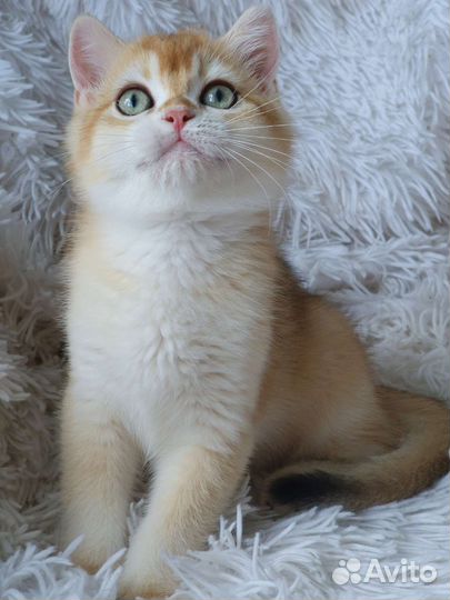 Британский мальчик, золотая шиншилла