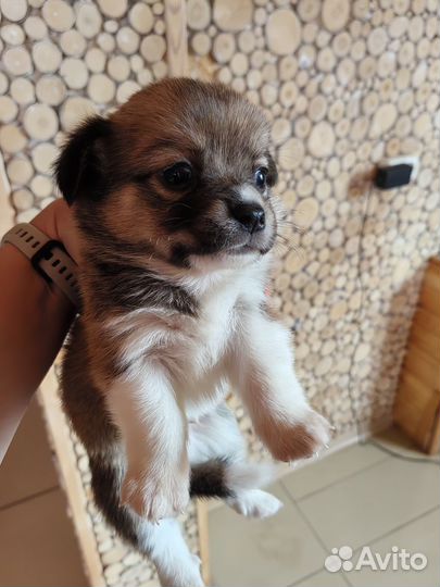 Щенки помесь