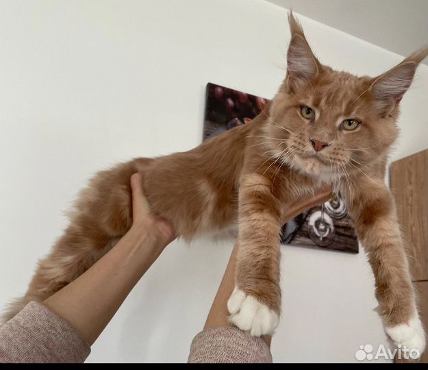 Продается котёнок мейн кун