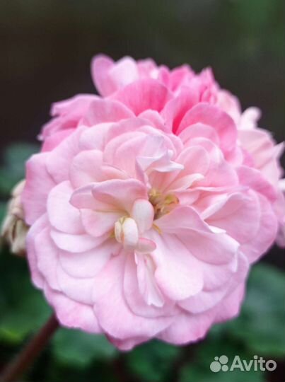 Ириол Акира пеларгония