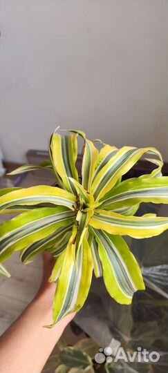 Драцена Лемон лайм