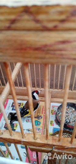 Щегол с песней выдержан