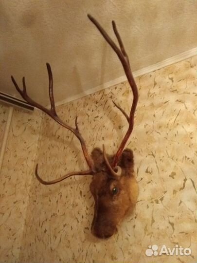 Чучело головы оленя