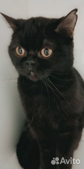 Кошка в дар