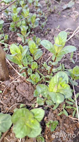 Мята перечная