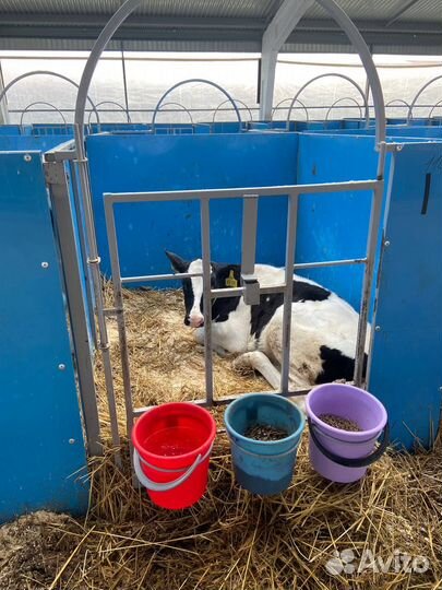 Бокс для телят