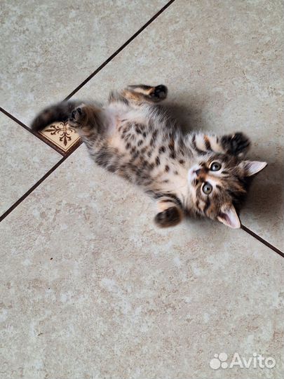 Котёнок девочка в дар