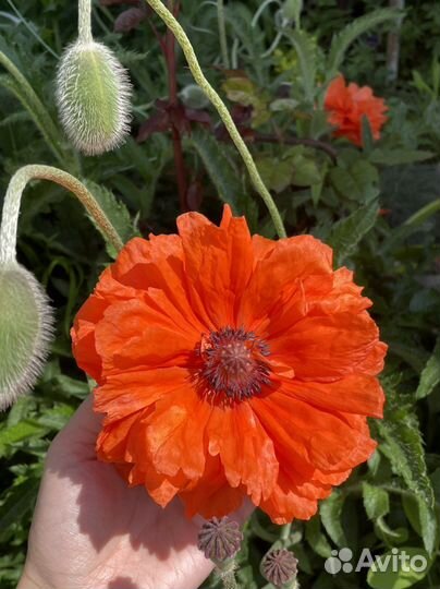 Мак пионовидный коралловый