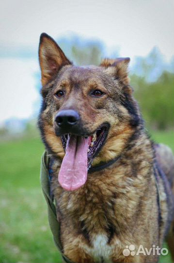 Собаки бесплатно в добрые руки