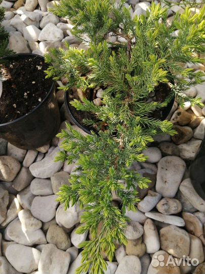 Можжевельник