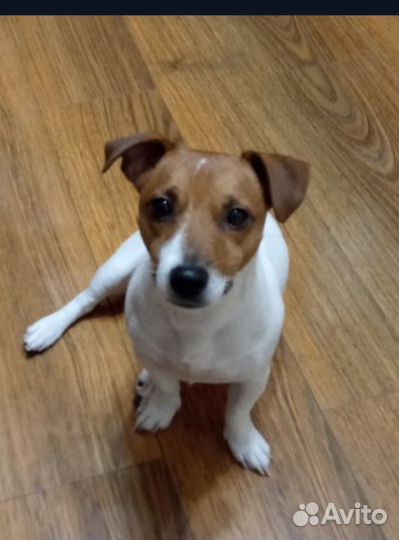 Джек Рассел терьер