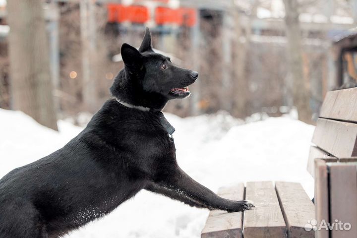 Ночка ищет дом