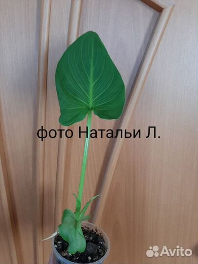 Калла Эфиопская белая