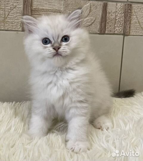 Малышка Рэгдолл