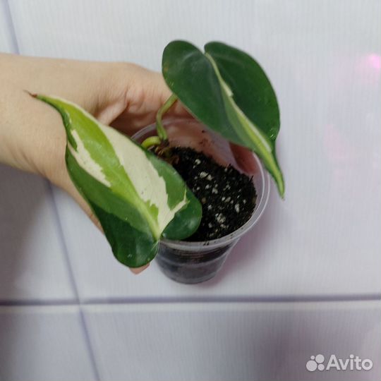 Сциндапсус неон,филодендрон бразил триколор