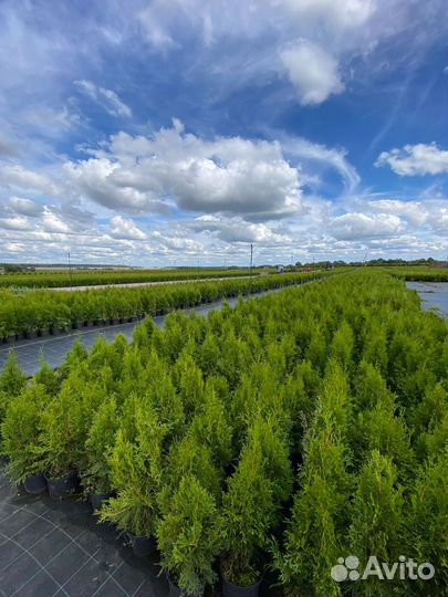 Туя Смарагд 80 см