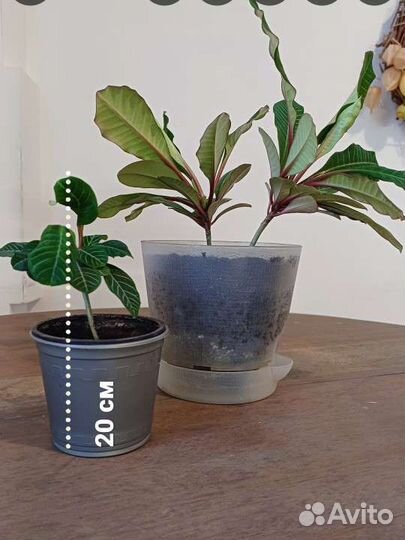 Эуфорбия (мадагаскарская жемчужина /молочай )