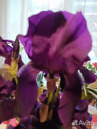 Ирисы, ромашка крупная, юкка