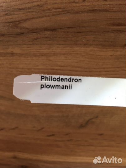 Philodendron plowmani