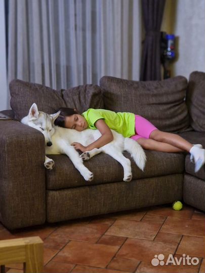 Хаски Пакс ищет дом