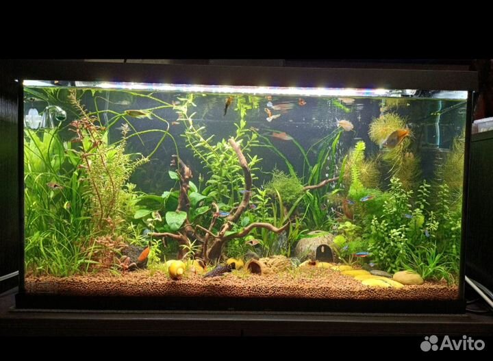 Аквариум