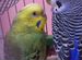 Волнистый попугай обычный и пара получехи ручные