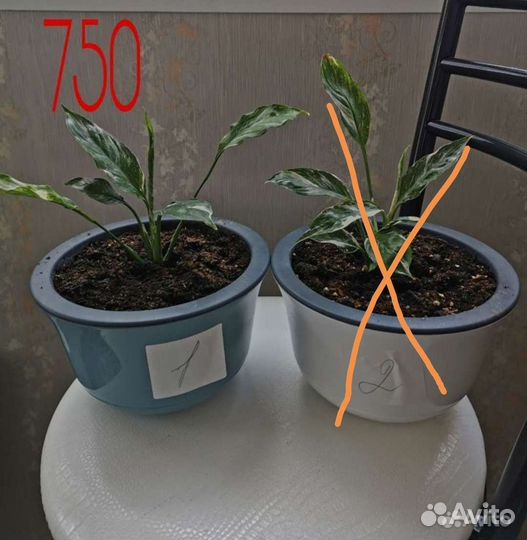 Спатифиллум домино