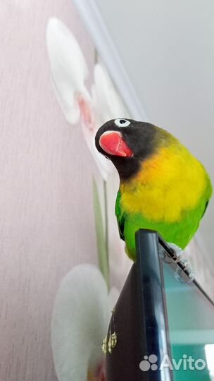 Попугай неразлучник с клеткой