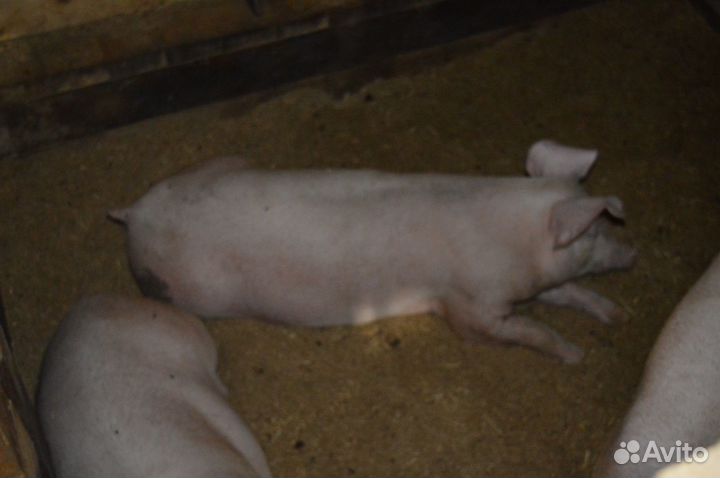 Поросята породы Крупная Белая