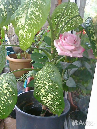 Диффенбахия