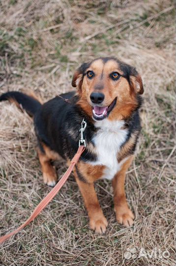 Небольшая собачка в хорошие руки