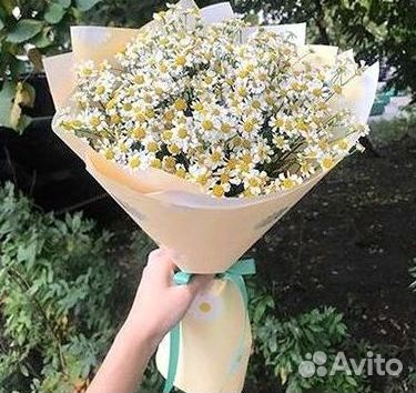 Цветы ромашки