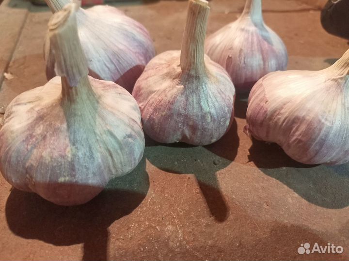Чеснок сортовой Любаша