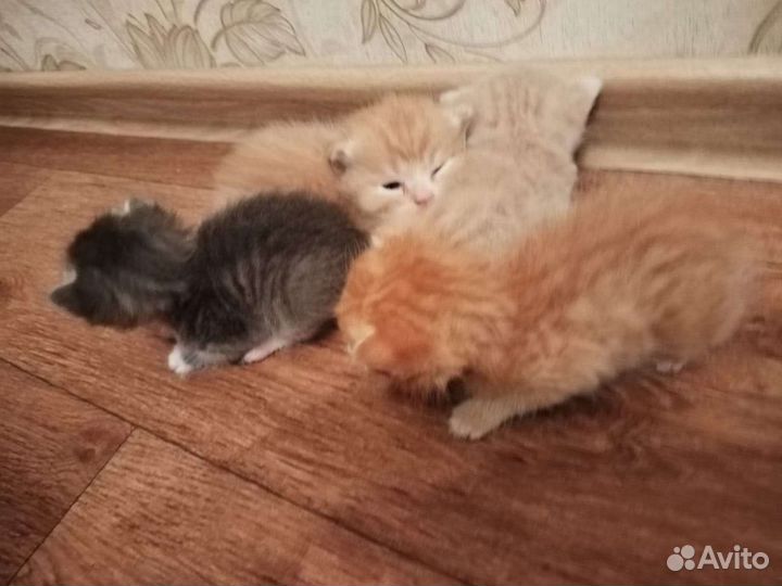 Отдам в добрые руки красивых котят