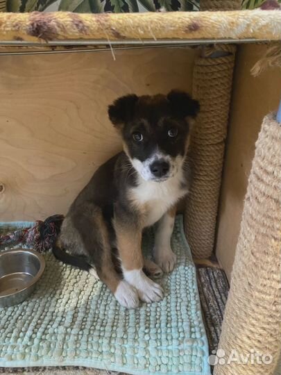 Щенок в добрые руки