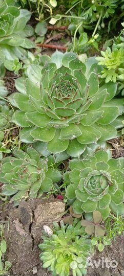 Молодило с детками