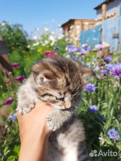 Отдам кота в добрые руки