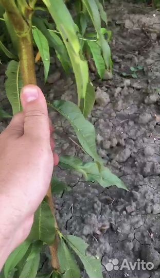 Саженцы Персика Фиделия