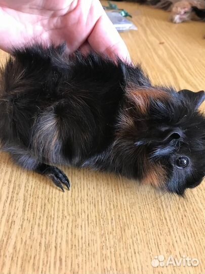 Морская свинка розетка