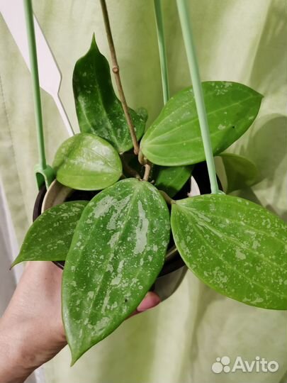 Хойя Макр. Сноу Квин, Грей Хост, Калистофила 1692